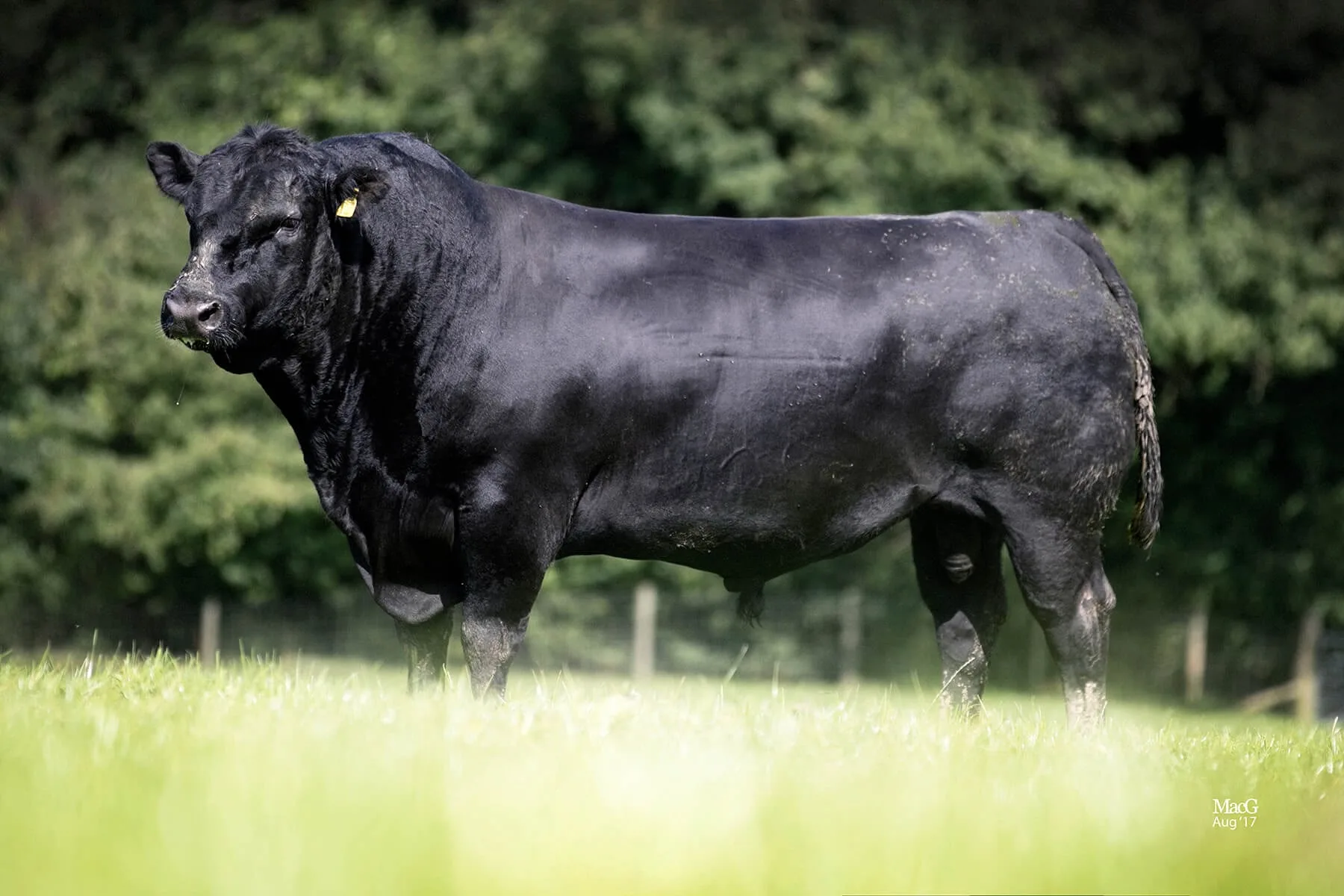 Merada duran siyah Aberdeen Angus boğası, yandan görünüm